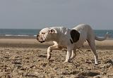 BOULEDOGUE AMERICAIN 215